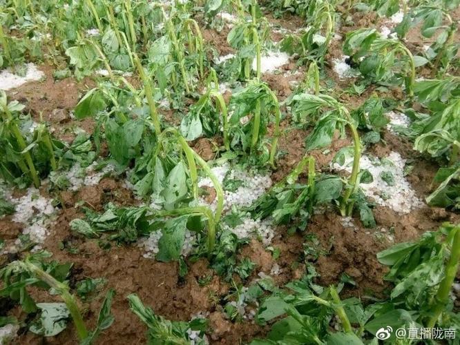 雷雨冰雹突袭保定易县，庄稼果树严重受损面临绝收，老乡们直想哭, 你怎么看保定下冰雹视频河北保定大冰雹是真的吗 芯片